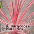 CORDYLINE australis 'Charlie Boy' 