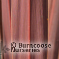Small image of DRACAENA PALM - see CORDYLINE