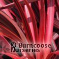 CORDYLINE australis 'Salsa' 