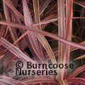 CORDYLINE australis 'Salsa' 