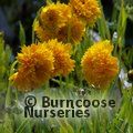Small image of COREOPSIS