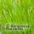 COREOPSIS   