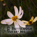 Small image of COREOPSIS