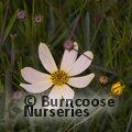 COREOPSIS verticillata 'Moonbeam' 