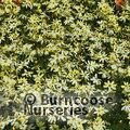 COREOPSIS verticillata 'Moonbeam' 