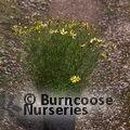 COREOPSIS verticillata 'Moonbeam' 