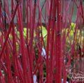 CORNUS alba 'Sibirica' 