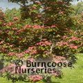 CORNUS kousa 'Scarlet Fire' 