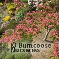 CORNUS kousa 'Scarlet Fire' 