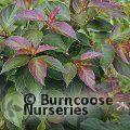 CORNUS pumila  