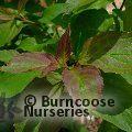 CORNUS pumila  