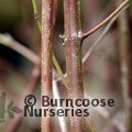 CORNUS sanguinea  