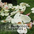 CORNUS 'Venus'  