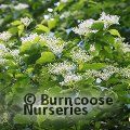 CORNUS wilsoniana  