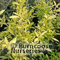 COROKIA x virgata 'Banana Royal' 