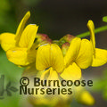 CORONILLA emerus  