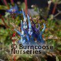 CORYDALIS flexuosa 'China Blue' 