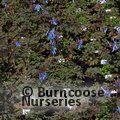 CORYDALIS flexuosa 'China Blue' 