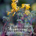 CORYDALIS lutea  