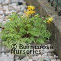 CORYDALIS lutea  