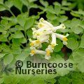 CORYDALIS ochroleuca  