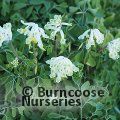 Small image of pale corydalis
