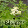 CORYDALIS ochroleuca  
