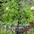 CORYDALIS ochroleuca  