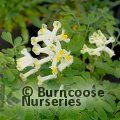 CORYDALIS ochroleuca  