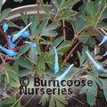 CORYDALIS 'Porcelain Blue'  