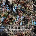 CORYDALIS 'Porcelain Blue'  