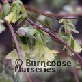 CORYLOPSIS pauciflora  