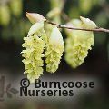 Small image of CORYLOPSIS