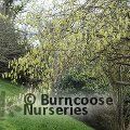 CORYLOPSIS sinensis  