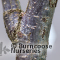 CORYLUS avellana 'Kentish Cob' 