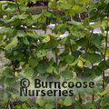 CORYLUS avellana 'Kentish Cob' 