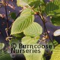 CORYLUS ferox var. tibetica 