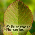 Small image of COTINUS