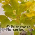 COTINUS coggygria 'Golden Lady' 