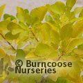 COTINUS coggygria 'Golden Lady' 