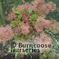 Photo of COTINUS coggygria 'Young Lady' 