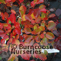 COTINUS coggygria 'Young Lady' 