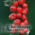 Small image of COTONEASTER