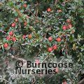 COTONEASTER conspicuus  