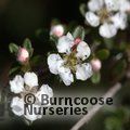 COTONEASTER conspicuus  