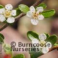 COTONEASTER 'Coral Beauty'  