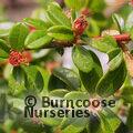 COTONEASTER 'Coral Beauty'  