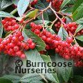 COTONEASTER 'Cornubia'  