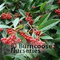 COTONEASTER 'Cornubia'  