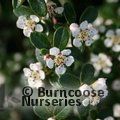 COTONEASTER dammeri  